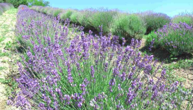 Campi di lavanda di Godiasco