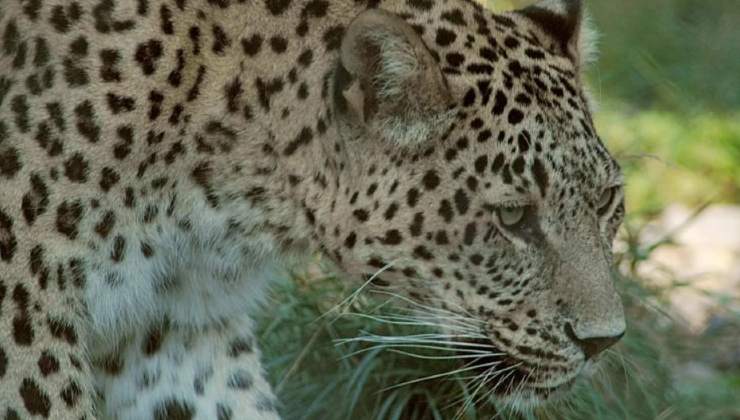 Leopardo ritrovato in Turchia