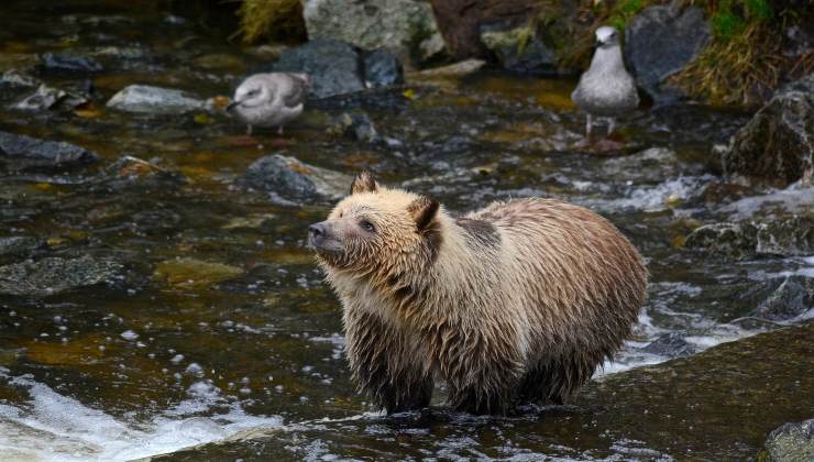 Un uomo salva un cucciolo d'orso e la reazione della madre è inaspettata