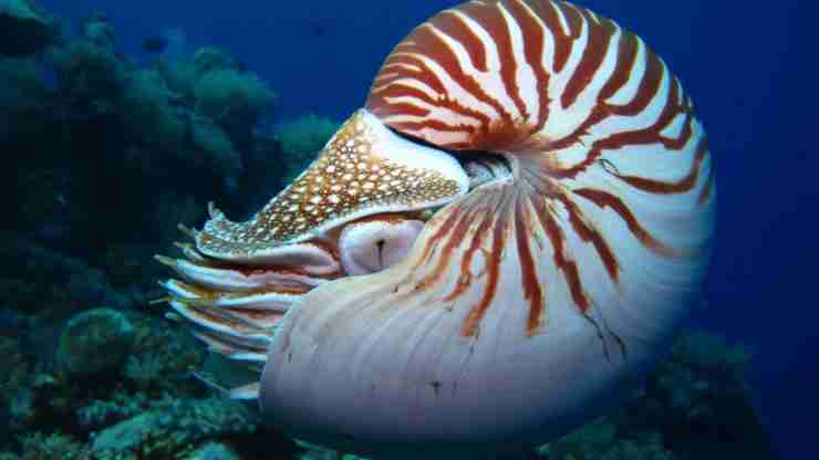 pesce-simile-ad-ammonite