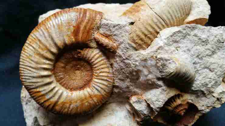 un-fossile-di-ammonite
