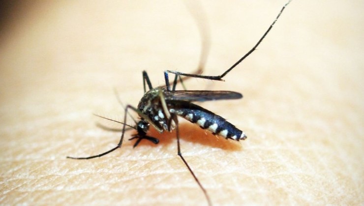 Il virus delle zanzare in Italia