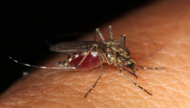Il virus delle zanzare in Italia