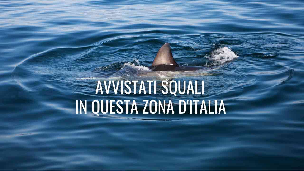 Avvistati squali in Italia