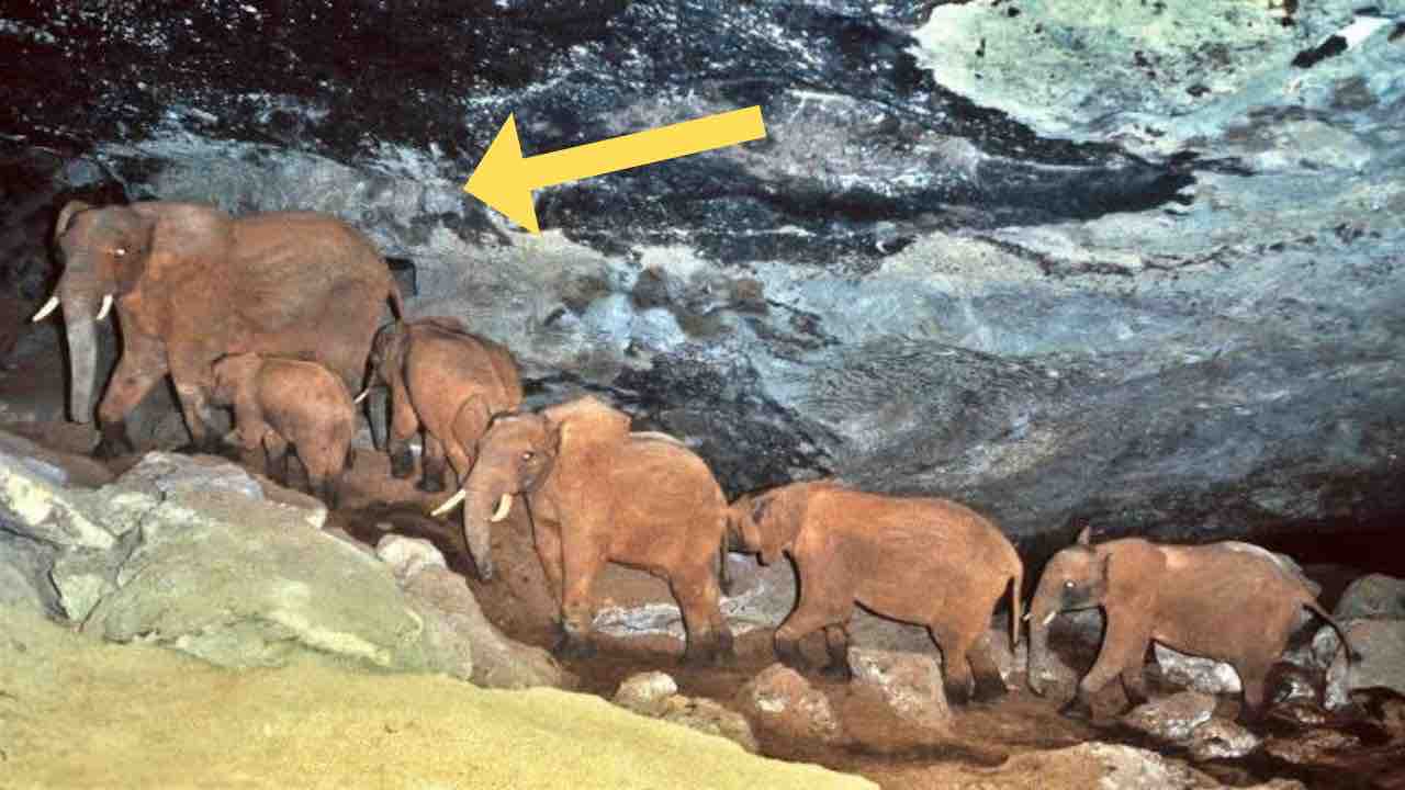 Photo of A herd of elephants goes to the cave every night, which will not fail to amaze you