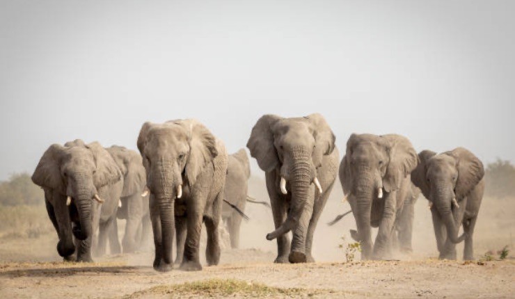 herd of elephants