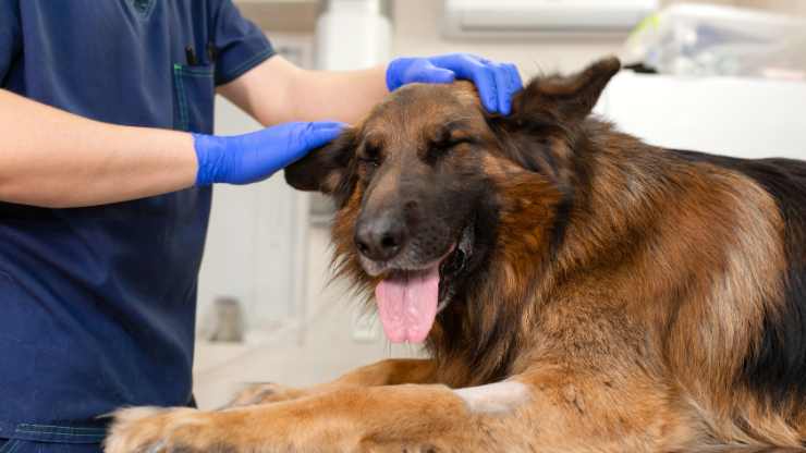 Cagnolina di Pastore tedesco