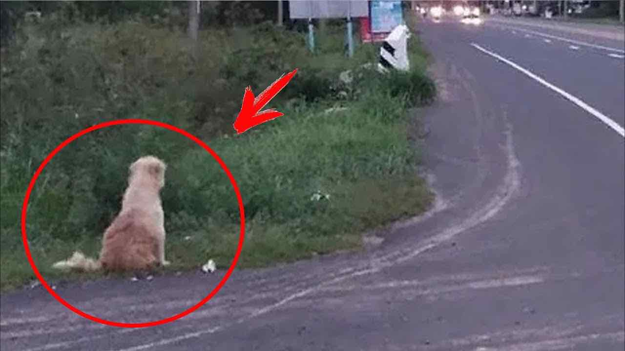 Cane aspetta sulla strada