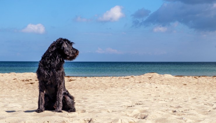 Cane si sente male