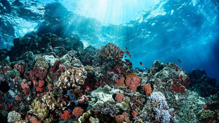 Tesoro inaspettato tra i coralli