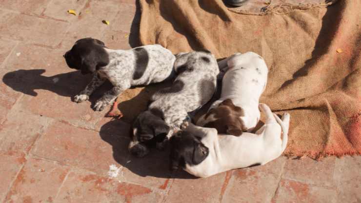 Cuccioli di cane abbandonati