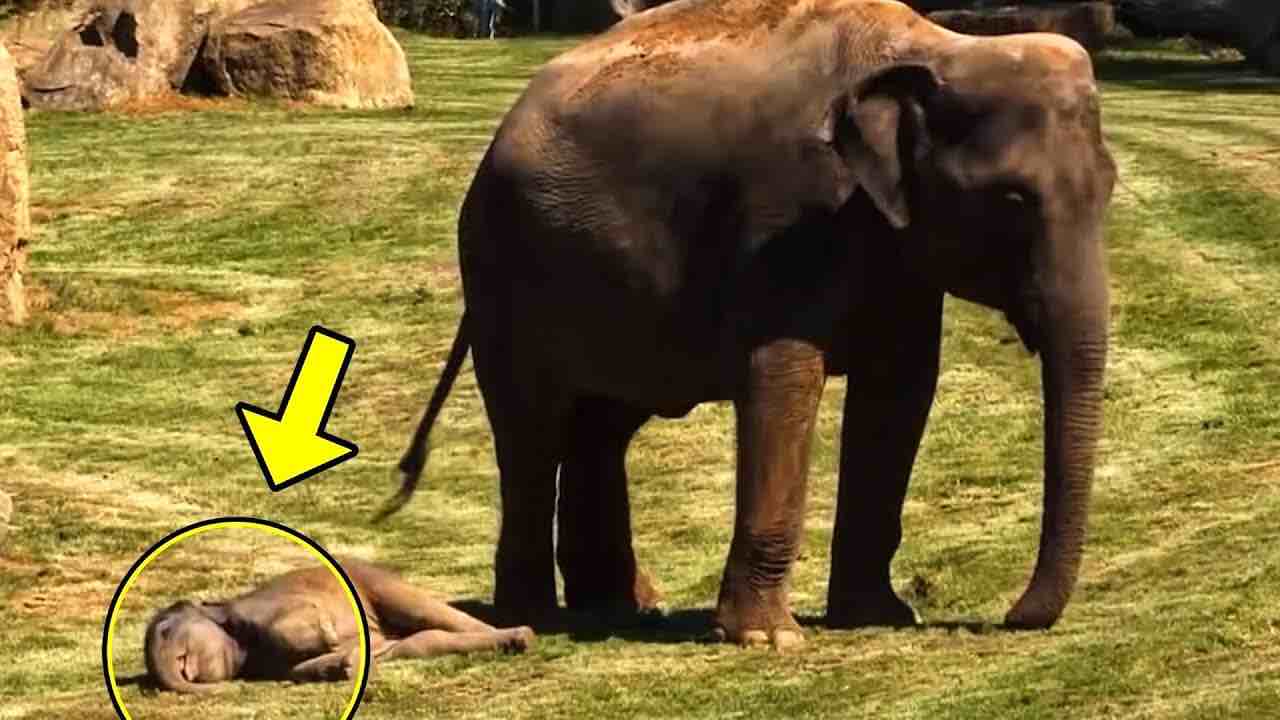Cucciolo di elefante a terra