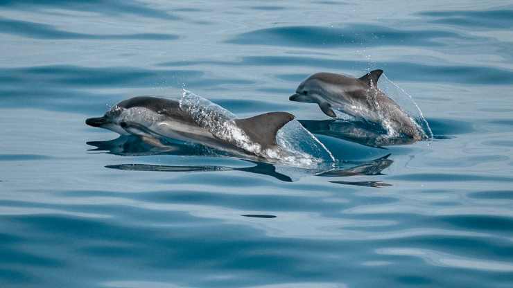 Delfini in mare