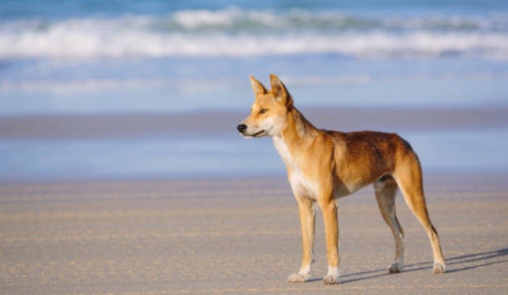 Dingo in spiaggia