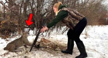 Una donna aiuta una lince in difficoltà, dopo tanti anni succede l’incredibile