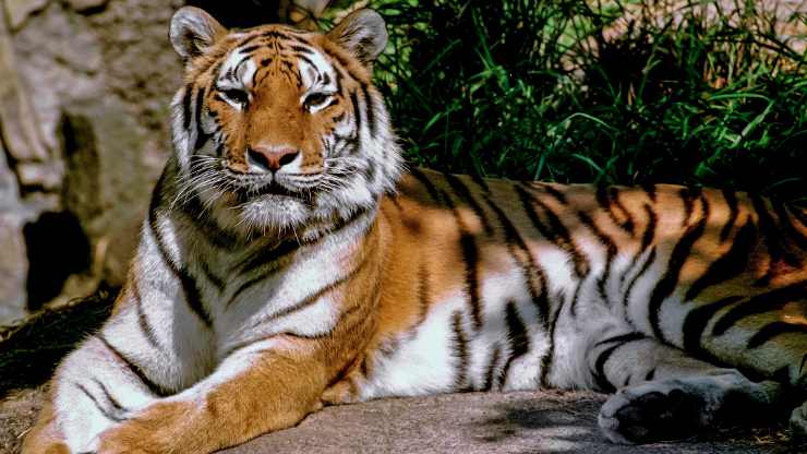 Mujer embarazada acercándose a tigre
