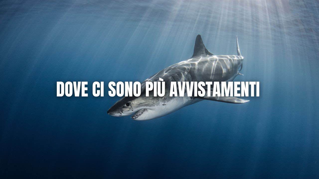 Dove ci sono piu avvistamenti di squali