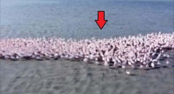 Drone filma qualcosa che nessuno aveva mai visto prima, rimangono senza parole
