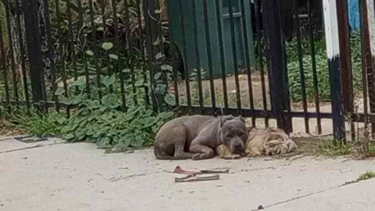 A passerby notices two abandoned puppies, but with something strange: he calls for help