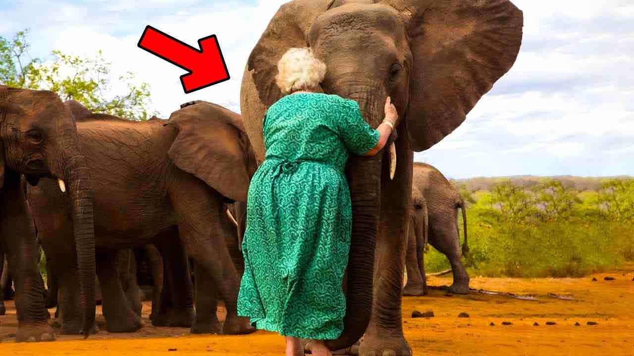 Elefante non si stacca dalla signora