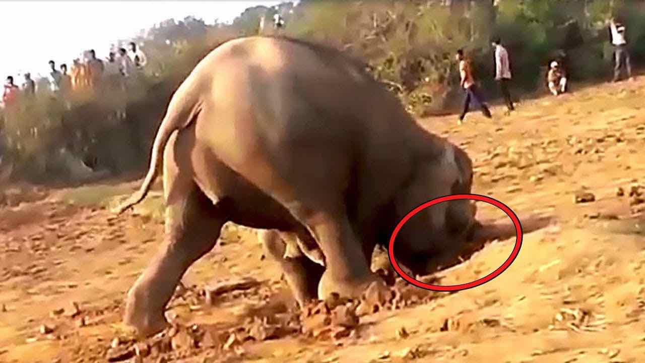 Elefante scava una buca