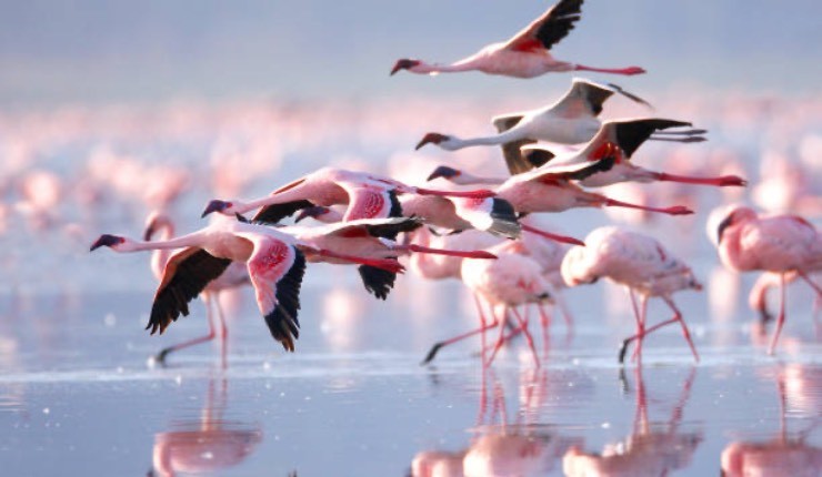 Flamingos