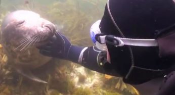 La foca gli afferra la mano, quando capisce il vero motivo scoppia in lacrime