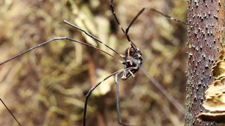 Forsteropsalis pureora