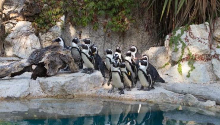 I pinguini dello zoo di Pistoia