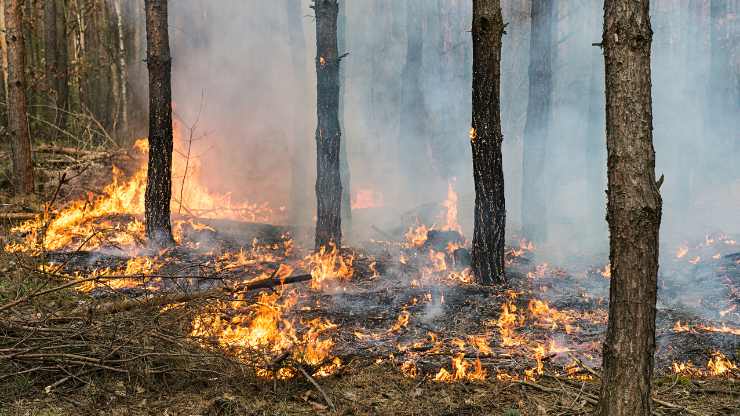 Incendi nelle foreste italiane