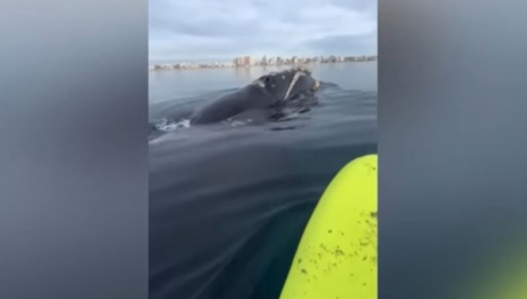 Close encounter with whales in a kayak