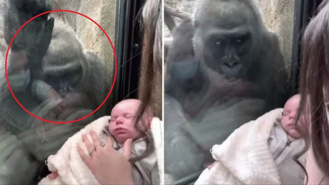 Mamma mostra il suo bambino al gorilla dello zoo, la reazione è sorprendente  --- (Fonte immagine: https://viaggi.nanopress.it/wp-content/uploads/2023/07/La-reazione-del-gorilla-1068x601.jpg)