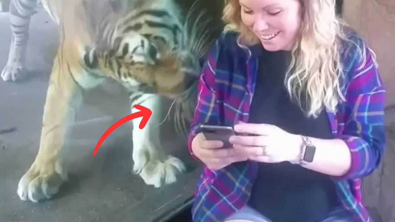 He approaches the tiger to take a picture, but the animal reacts unexpectedly