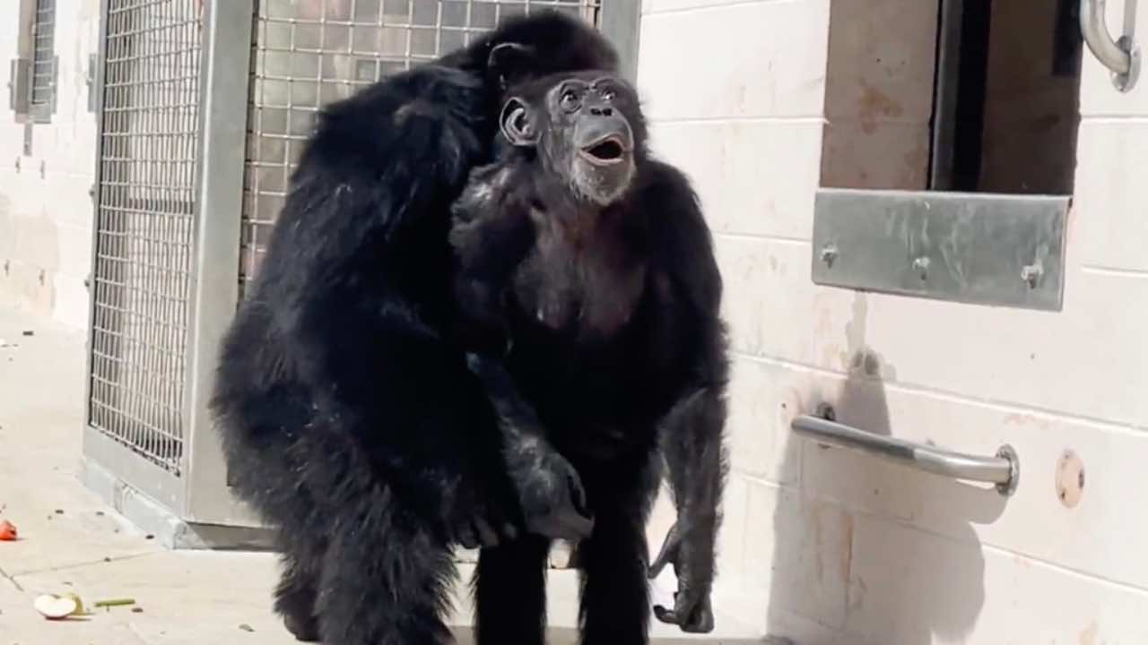 La reazione dello scimpanze