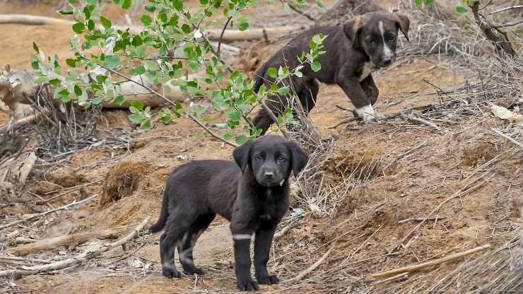 L'abbandono degli animali in estate