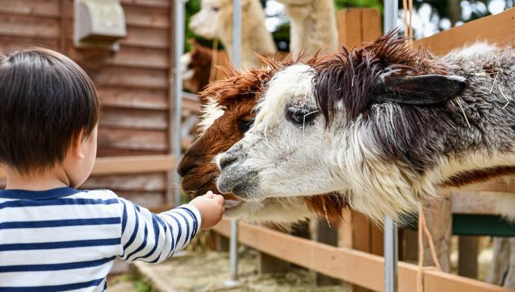 Qual è il più grande zoo d’Italia? Qui trovi un vero paradiso per i bambini