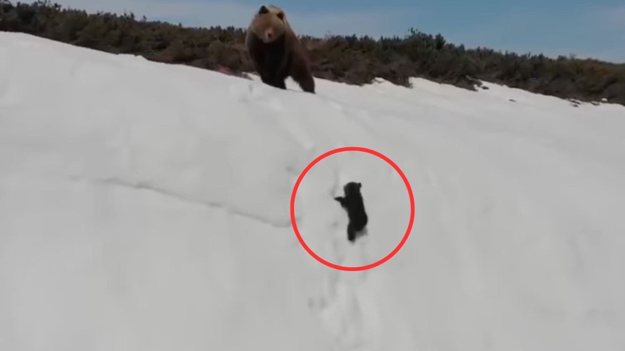 Mamma orsa e il suo cucciolo