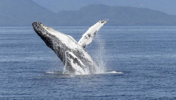 ballena jorobada