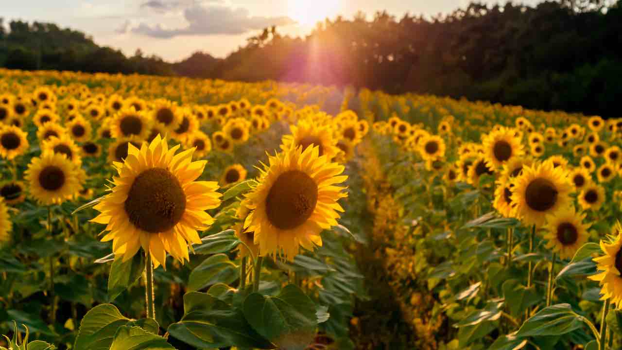 Parco di girasoli Tuscia Flower