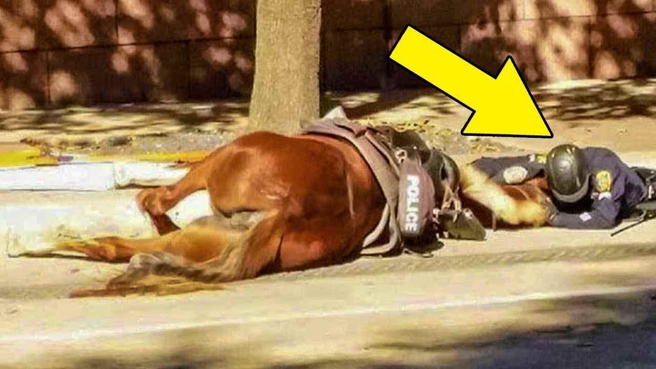 Poliziotto sdraiato con il cavallo