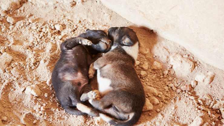 Ragazzi notano qualcosa in una discarica