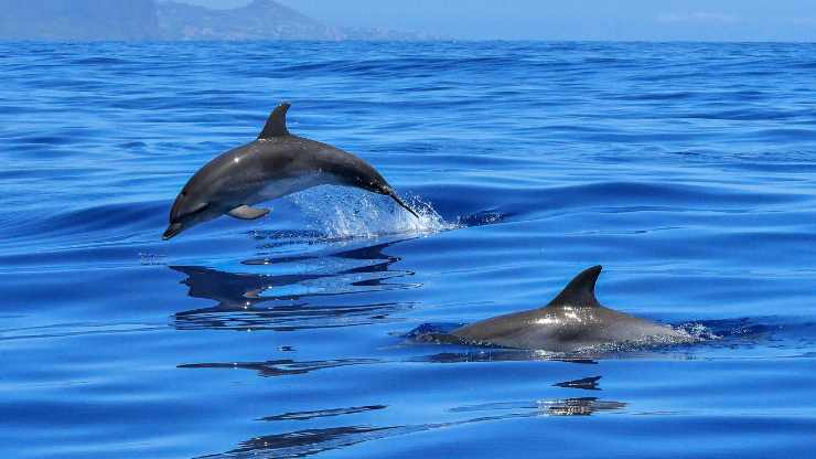 Ragazzi vedono sbucare dall’acqua meravigliosi delfini