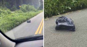 Automobilista vede un sacco muoversi in mezzo la strada, non credeva ai suoi occhi