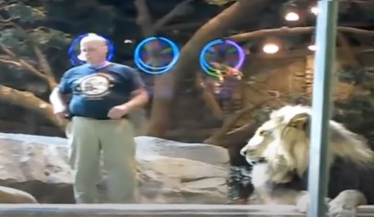 lion show