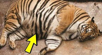 Dopo che questa tigre partorisce rimangono tutti inorriditi da quello che vedono
