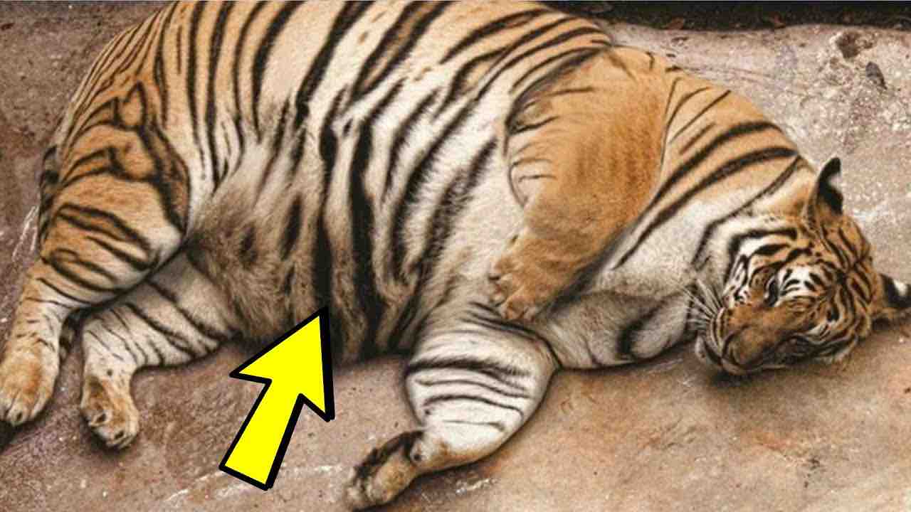 Tigre che partorisce