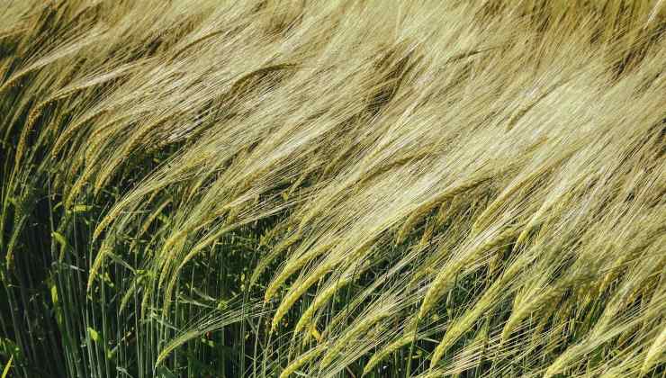 Trova un tesoro in un campo di grano