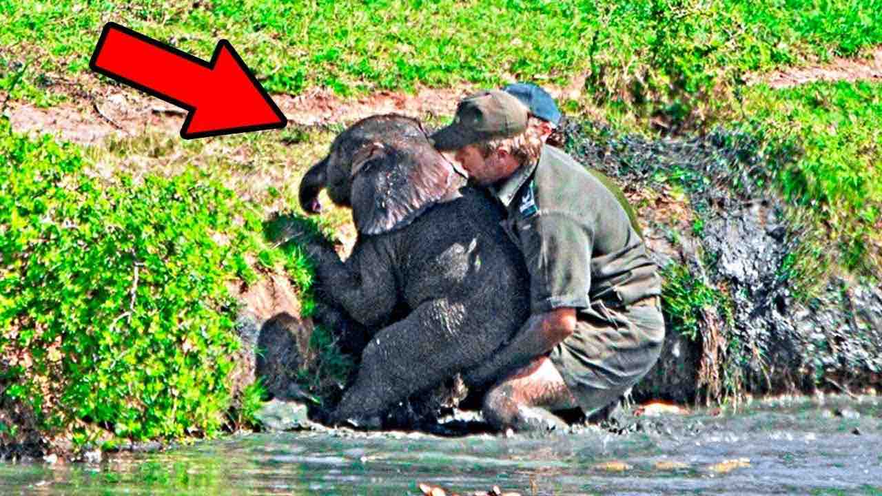 Uomo salva un elefante