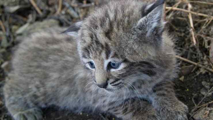 arriva-un-gatto-al-rifugio