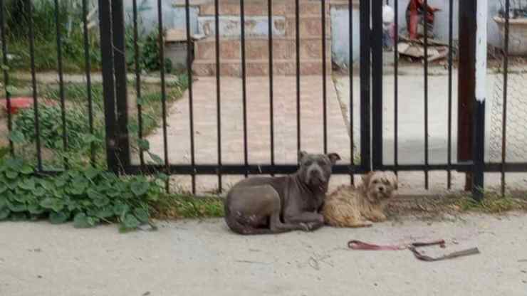 abandoned dogs